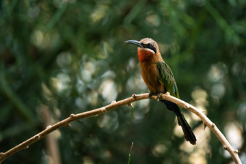 White-fronted bee eater perched on a branch