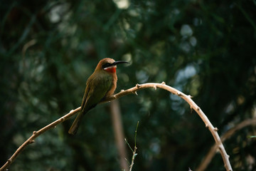 White-fronted bee eater perched on a branch