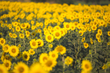 field of yellow sunflowers