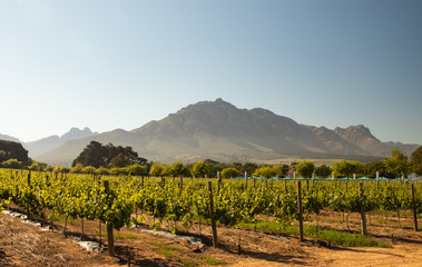 vineyards with mountain in background