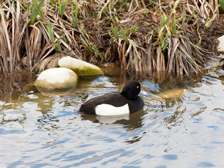 (Aythya fuligula) Reiherente mannlich schwimmen, schwarz gefärbt, glänzt am Licht grün-violett, weiße Bauch