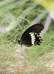 butterfly on grass