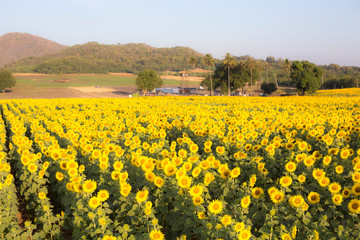 field of yellow sunflower