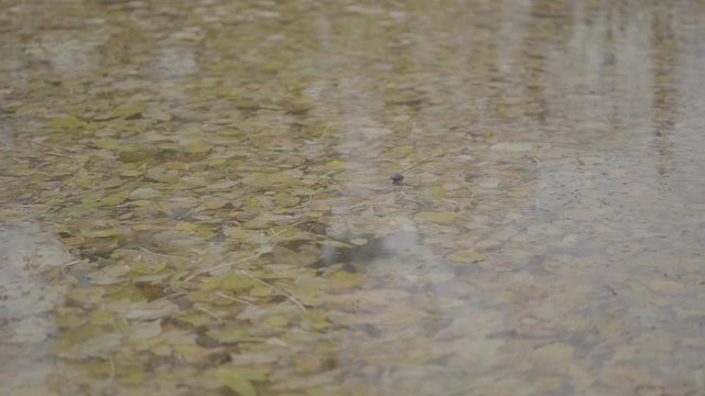 Autumn bright leaves in water. Leaves of different colors float in the water, sad autumn weather.