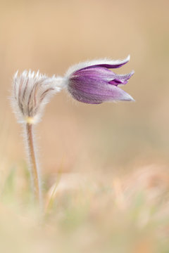 Wild species of anemone flower (Pulsatilla montana)