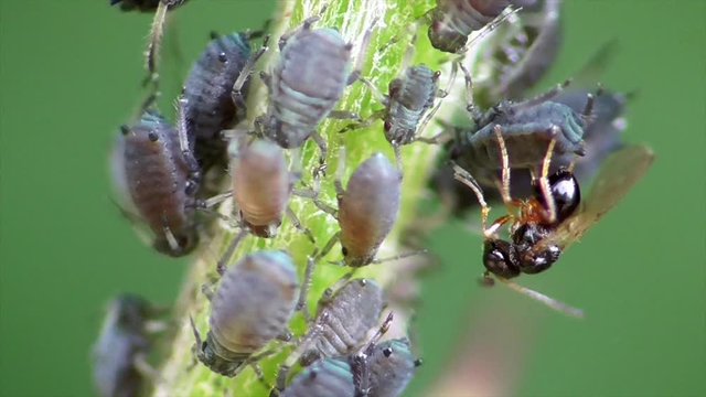 Parasitische Schlupfwespe in Blattlauskolonie