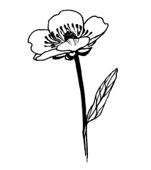 graphic Buttercup, Ranunculus flower, plant silhouette hand-drawn lines in black and white on white background for printing on fabric and paper, isolated element and pattern.