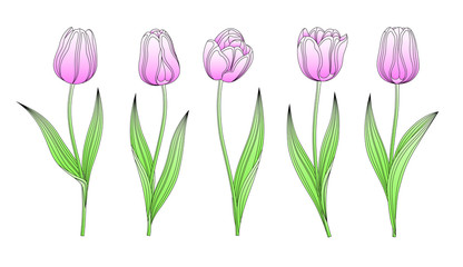 Fototapeta premium Collection Of Vector Hand Drawn Pink Tulips With Stem And Leaf. Set Of Different Watercolor Spring Flowers. Isolated Tulip Sketch Cliparts. Feather Black Lines, Felt Tip Pen Tulip Buds, Blooming.