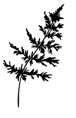 graphic sprig of field plant, medicinal plant, plant silhouette hand-drawn lines in black and white on white background for printing on fabric and paper, isolated element and pattern.
