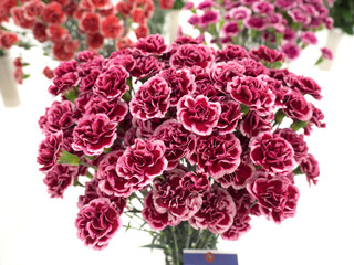 スプレーカーネーション