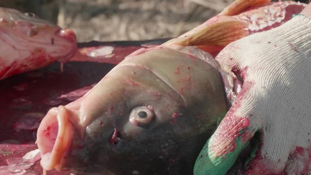 Big head of wild carp Hands of man in gloves cutting a wild carp on table with scale and blood near river. Close up view. Men's leisure and hobby