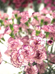 スプレーカーネーション