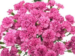 スプレーカーネーション