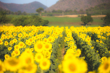 Obraz premium blooming of sunflower field landscape
