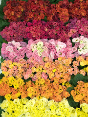 プリムラ・ジュリアンの花苗