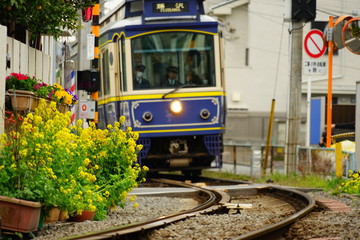 江ノ電　菜の花