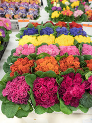 プリムラ・ジュリアンの花苗