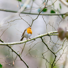 Rouge gorge dans un buisson