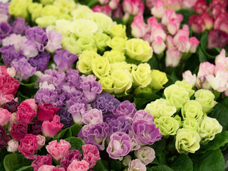 プリムラ・ジュリアンの花苗