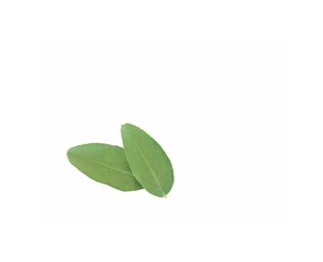 green leaf isolated on white background