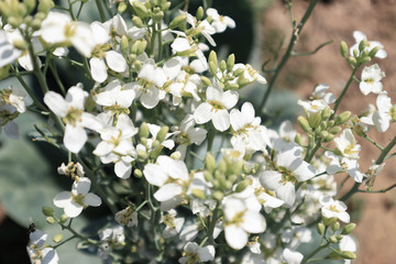 Flowers of white cabbage on the farm