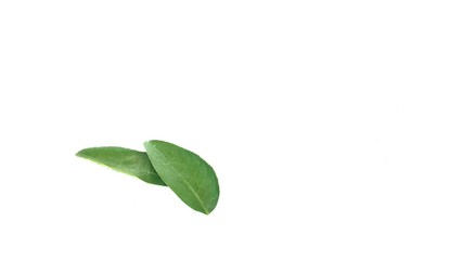 green leaves on white background