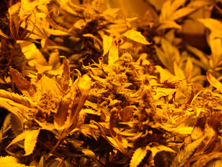 Cannabis indoor grow, flower season