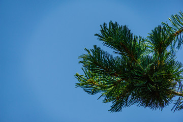 Obraz premium Pinus parviflora Glauca pine branch with green and silver pine needles against blue sky. Selective focus. On branch in center is young green bump. Merry christmas and happy new year.