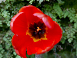macro di vivido tulipano rosso in giardino