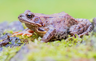 Frog resting in a forest