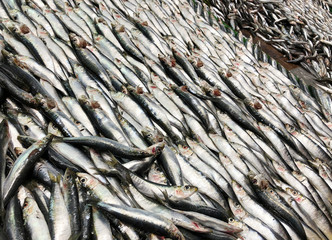 Fresh anchovy on a fish market counter.