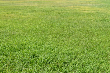 Green grass texture for background. Green lawn pattern and texture background.