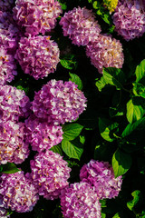 Pink hydrangeas flowers on green leaves