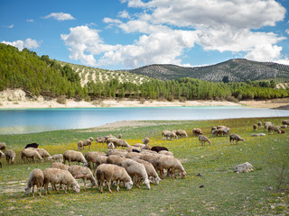 Obraz premium Sheep grazing in a meadow with a turquoise lake