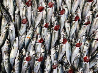 Fresh horse mackerel on a fish market counter.
