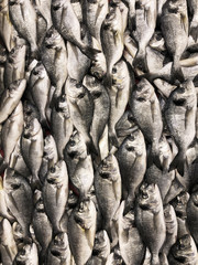 Fresh dorado on the counter of the fish market.