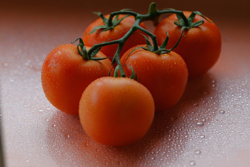 fresh tomatoes in hands. Red tomatoes on a branch with drops of water close-up lie on the table. Concept: agriculture, tomato, nature