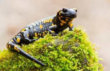 Fire salamander resting in a forest