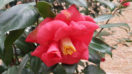 Fleurs de camélia du japon rose blanche et rouge