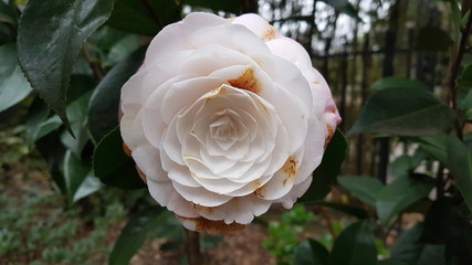 Fleurs de cam&eacute;lia du japon rose blanche et rouge