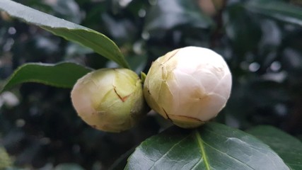 Fleurs de camélia du japon rose blanche et rouge