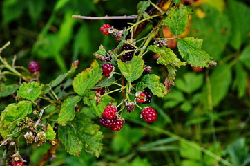 Rubus idaeus, shrub, a species of the Rubus genus of the family Rosaceae.