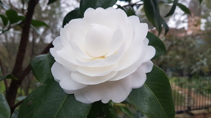 Fleurs de camélia du japon rose blanche et rouge