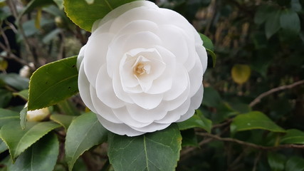 Fleurs de camélia du japon rose blanche et rouge