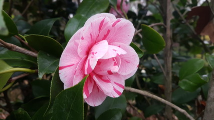 Fleurs de camélia du japon rose blanche et rouge