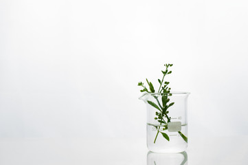 green herbal leaf water in beaker of white cosmetic development laboratory background