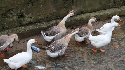 domestic geese and ducks walking in the rural yard