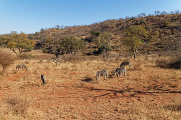 A small herd of African Zebra, Equus quagga, grazing quietly on the dry grass of the lowlands of Madikwe Game Reserve in South Africa.