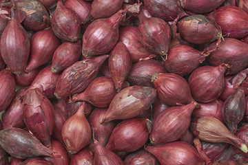 Seedlings of small dark purple onion bulbs ready for sowing in soil. Gardening concept