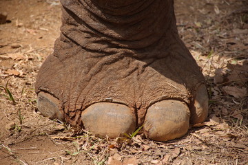Meeting elephants in Cambodia